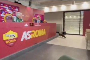 一只貓咪闖入加斯佩里尼的新聞發(fā)布會(huì)，打斷羅馬主帥發(fā)言